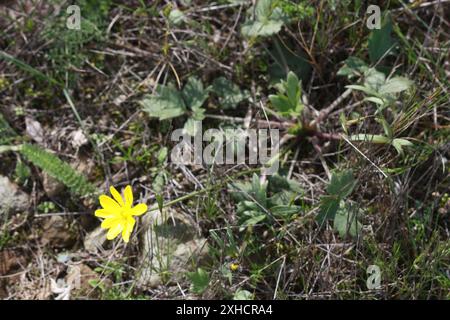 Der san bruno Berg (Ranunculus californicus) Stockfoto