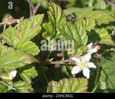 Hinterer blackberry (Rubus ursinus) San Francisco, Kalifornien, USA Stockfoto