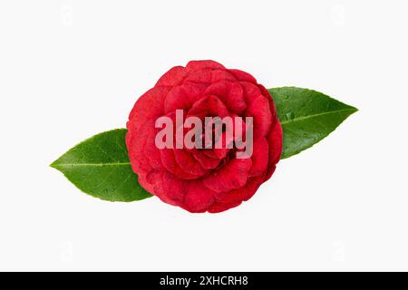 Rote Kamelienblüte mit Tau-Tropfen auf weißem Hintergrund isoliert. Winterrose Stockfoto