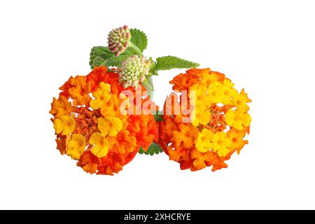 Lantana Camara Blume isoliert auf weißem Hintergrund. Gelbe und orange Blume Stockfoto