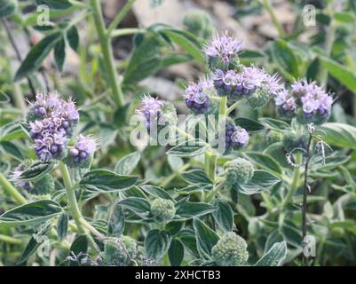 Kalifornien phacelia (Phacelia californica) san bruno Berg Stockfoto