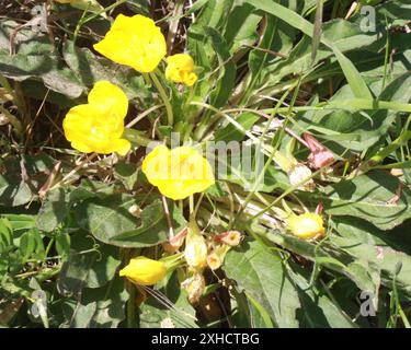 Sun Cup (Taraxia ovata) San Francisco, Kalifornien, USA Stockfoto