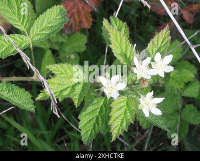 Nachfolgender blackberry (Rubus ursinus) das Presidio von San Francisco, San Francisco, CA, USA Stockfoto