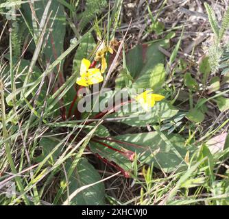 Sun Cup (Taraxia ovata) san bruno Berg Stockfoto