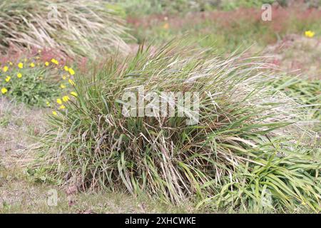 Pazifisches Schilfgras (Calamagrostis nutkaensis) Twin Peaks, San Francisco Stockfoto