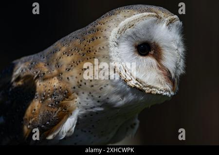 Porträt einer Schleiereule Stockfoto