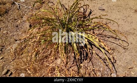 Wellige Seifenpflanze (Chlorogalum pomeridianum) Tilden Regional Park, Contra Costa County, US-CA, USA Stockfoto