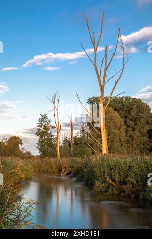 Tote Bäume am Ufer des Paares in Bayern Stockfoto