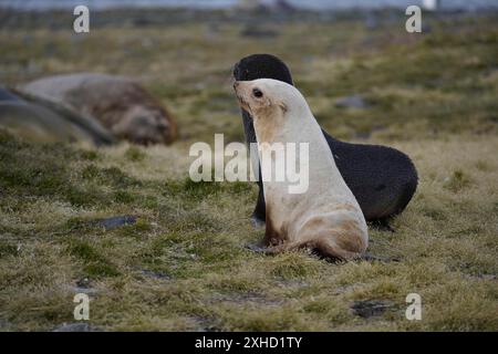 Seltener weißer Pelzrobben, St. Andrews Bay, Südgeorgien Stockfoto