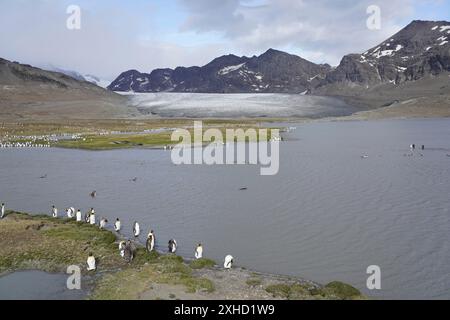 Gletschersee mit Königspinguinen, St. Andrews Bay, Südgeorgien Stockfoto