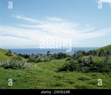 Immergrüne Bäume wachsen im Sommer auf grasbewachsenen Feldern, Havre-aux-Maisons, Magdalen Islands, Quebec, Kanada Stockfoto