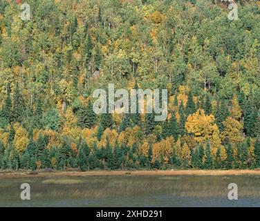 Süßwassersumpf und Wald mit dichten immergrünen und Laubbäumen im Herbst, Mont-Tremblant, Laurentians, Quebec, Kanada Stockfoto
