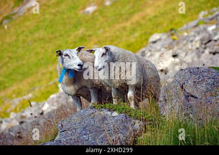 Zwei Schafe stehen auf felsigem Gelände inmitten grüner Wiesen in einer bergigen Naturlandschaft, Haukland, Leknes, vestavagoya, Nordland Stockfoto