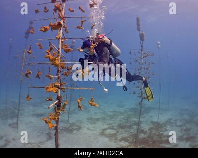 Korallenzucht. Der Taucher reinigt den Rahmen, auf dem junge Exemplare von elkhornkorallen (Acropora palmata) wachsen, bis sie auf das Riff abgelassen werden können. Die Stockfoto