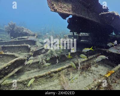 Wrack der Benwood mit Fischen, die herumschwimmen. Tauchplatz John Pennekamp Coral Reef State Park, Key Largo, Florida Keys, Florida, USA Stockfoto