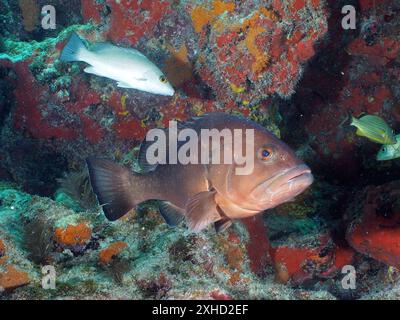 Große dunkle Fische, Black Grouper (Mycteroperca bonaci), umgeben von Korallen und anderen Meereslebewesen. Tauchplatz John Pennekamp Coral Reef State Park, Key Stockfoto