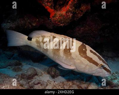 Ein Fisch mit Streifenmuster, Nassau-Grouper (Epinephelus striatus), versteckt sich unter einem Felsen am Korallenriff. Tauchplatz John Pennekamp Coral Reef State Stockfoto