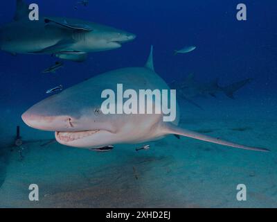 Mehrere Zitronenhaie (Negaprion brevirostris) schwimmen zusammen im tiefblauen Ozean. Tauchplatz Bonair, Jupiter, Florida, USA Stockfoto