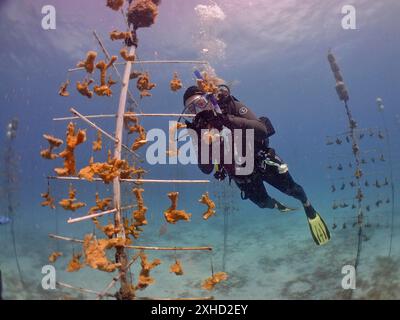 Korallenzucht. Der Taucher reinigt den Rahmen, auf dem junge Exemplare von elkhornkorallen (Acropora palmata) wachsen, bis sie auf das Riff abgelassen werden können. Die Stockfoto