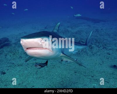 Tigerhai (Galeocerdo cuvier) mit offenem Mund von vorne, umgeben von kleinen Fischen im tiefblauen Meer. Tauchplatz Bonair, Jupiter, Florida, USA Stockfoto