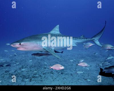 Großer Tigerhai (Galeocerdo cuvier) schwimmt über den Meeresboden in tiefem Wasser. Tauchplatz Bonair, Jupiter, Florida, USA Stockfoto