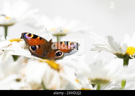 Ein Pfauenfalter (Inachis io, Nymphalis io) sitzt auf weißen Blumen, Gänseblümchen, Nahaufnahme, Hessen, Deutschland Stockfoto