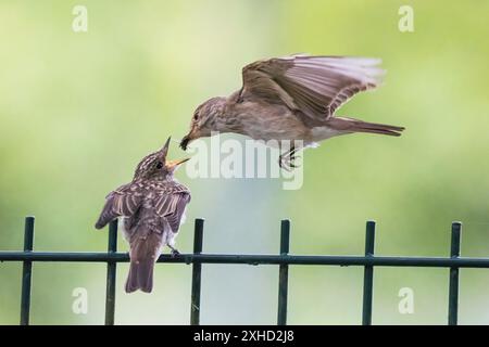 Ein gefleckter Fliegenfänger (Muscicapa striata) füttert einen jungen Vogel auf einem Metallzaun in Hessen Stockfoto