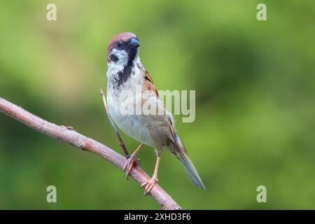 Junger männlicher Spatzen im Garten über grünem, unscharfem Hintergrund (Passer montanus) Stockfoto