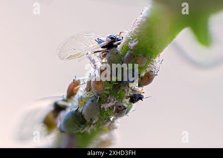 Supergroßaufnahme von schwarzen Pflaumenläusen auf einem Glyzinien-Zweig (Hyalopterus pruni0 Stockfoto