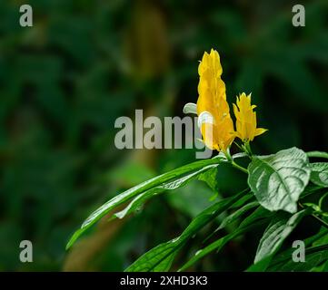 Goldene Garnelenpflanze (Pachystachys lutea). Auch Lollipop-Pflanze genannt. Stockfoto