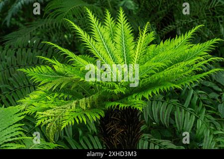 Blechnum gibbum, die Silberdame oder Zwergfarn (Blechnaceae, Kulturform) genannt wird, ist ein ‚harter Farn‘ der Gattung Blechnum in der Familie der Blechnaceae. Stockfoto