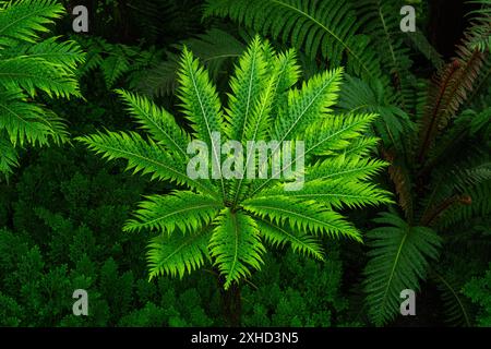 Blechnum gibbum, die Silberdame oder Zwergfarn (Blechnaceae, Kulturform) genannt wird, ist ein ‚harter Farn‘ der Gattung Blechnum in der Familie der Blechnaceae. Stockfoto