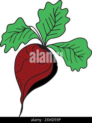 Rübe, Rote Bete. Rettich. Vektor. Umrisszeichnung eines Gemüses auf weißem Hintergrund. Skizze. Stock Vektor