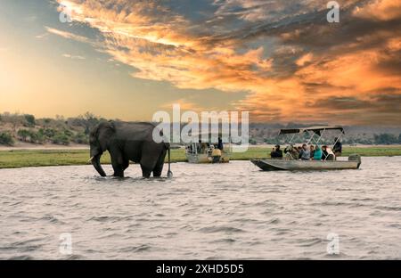 Chobe National Park, Botswana : Touristen beobachten Elefanten am Flussufer des Chobe River im Chobe National Park, Botswana. Stockfoto