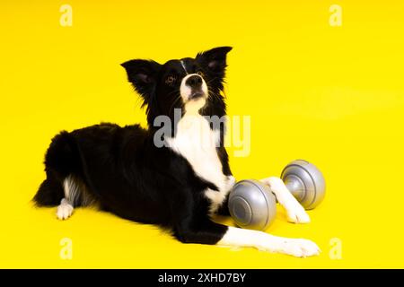 Ein Border Collie Hund mit Hantel vor gelbem Hintergrund Stockfoto