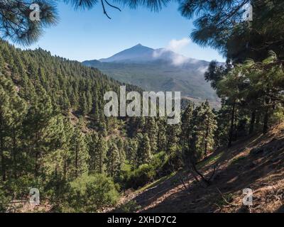 Panoramablick auf den Vulkan Pico del Teide, umgeben von Kiefernwäldern, Teno Bergkette, Teneriffa, Kanarische Inseln, Spanien, Europa. Wanderweg Stockfoto