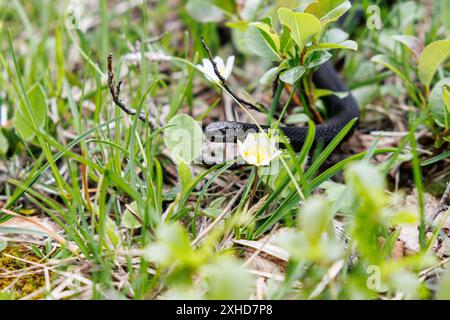 Gosau Am Dachstein, Österreich. Mai 2024. Auf einem Wanderweg bei Gosau am Dachstein (Österreich) schlängelt sich eine schwarze Adlle, eine sogenannte Höllenadelle, durch das Gras und blüht auf einer Wiese. Die Additive ist eine kleine bis mittelgroße Giftschlange aus Eurasien aus der Familie der Viper. Die Höllenviper, in den Alpen auch Bergviper genannt, ist eine schwarze Viper. Quelle: Matthias Balk/dpa/Alamy Live News Stockfoto