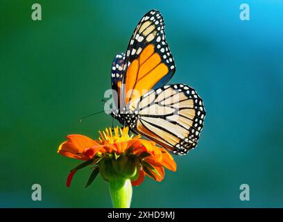 Ein Monarch-Schmetterling auf einer orangefarbenen mexikanischen Sonnenblume mit einem bunten blau-grünen Hintergrund aus nächster Nähe. Stockfoto