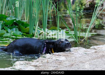 Schwarzer Hund baden im Teich mit Seerosen, Onil, Spanien Stockfoto