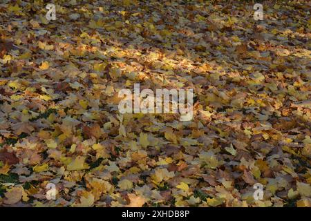 Goldene Ahornblätter breiten sich auf dem Gras aus, das von Sonnenstrahlen im kanadischen Herbst hervorgehoben wird. Stockfoto