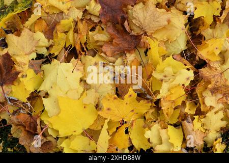 Nahaufnahme von gefallenen goldenen gelben Ahornblättern, die das Ende des Sommers signalisieren, wenn der Herbst kommt. Stockfoto
