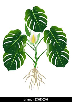 Pflanze mit Wurzeln, Blüten und grünen Blättern von Monstera oder Philodendron (Monstera deliciosa). Stock Vektor