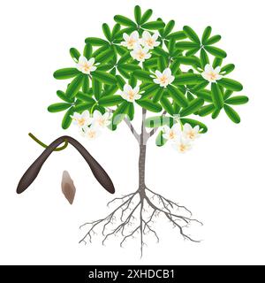 Teile eines Frangipani-Baumes (Plumeria) auf weißem Hintergrund. Stock Vektor