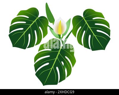 Dunkelgrüne Blätter mit Blüte und Frucht von Monstera oder Spaltblatt-Philodendron (Monstera deliciosa). Stock Vektor