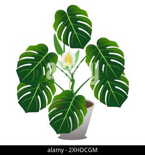 Zimmerpflanze einer Monstera oder eines Spaltblättrigen Philodendrons (Monstera deliciosa). Stock Vektor