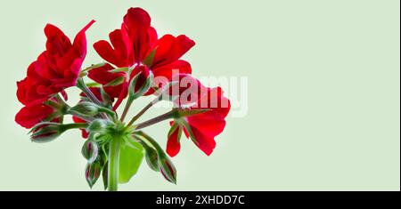 Isolierter Zweig aus roter Geranie auf hellem Hintergrund Stockfoto