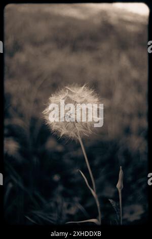 Ein altes Foto einer zarten, flauschigen Löwenzahn-Blume, aufgenommen in Sepia-Ton, fängt die Schönheit der Natur und Wildblumen ein. Stockfoto