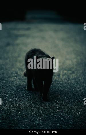 Eine geheimnisvolle schwarze Katze, von der man glaubt, sie bringe Unglück, spaziert zu Halloween in der Dunkelheit entlang der Straßen der Stadt. Es ist ein Zeichen des Grauens und b Stockfoto