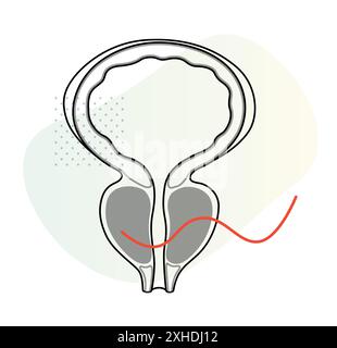 Normale Prostatadrüse unter der Blase – Illustration als EPS 10-Datei Stock Vektor