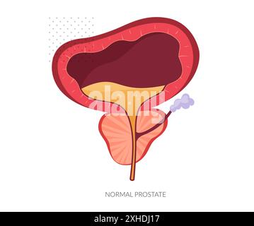 Normale Prostatadrüse unter der Blase – Illustration als EPS 10-Datei Stock Vektor